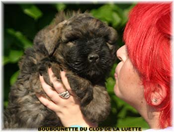 HOGANN © Elevage de bouviers des flandres du Clos de la Luette specialisé pour le bouvier des flandres Copyrigth depose